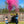 16" Pink Gender Reveal Powder Cannon Case 25/1